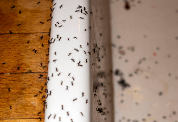 Best Commercial Pest Control Services  in Weatherly, PA